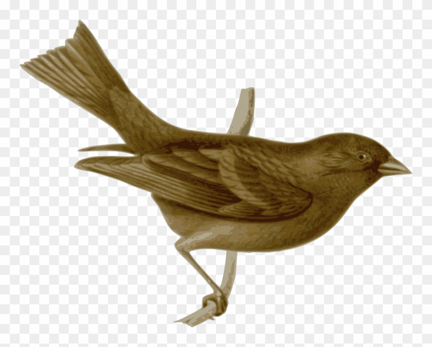 Nightingale Clip Art - Png Download