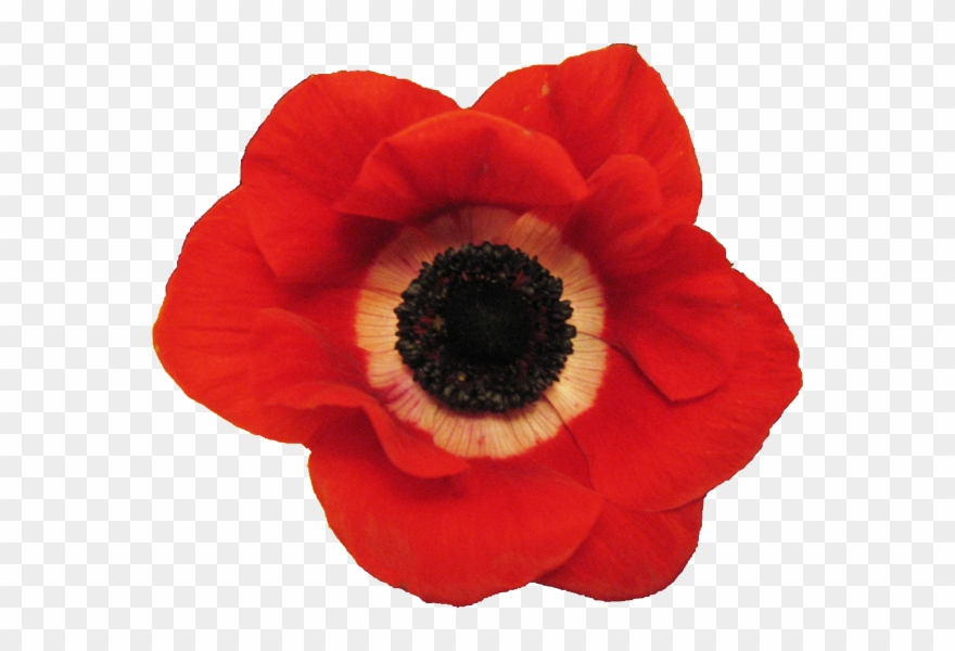 Plants/ Flowers/ Anemone Red Clipart