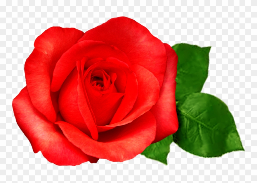 Rose Buddies Transparent Background Clipart