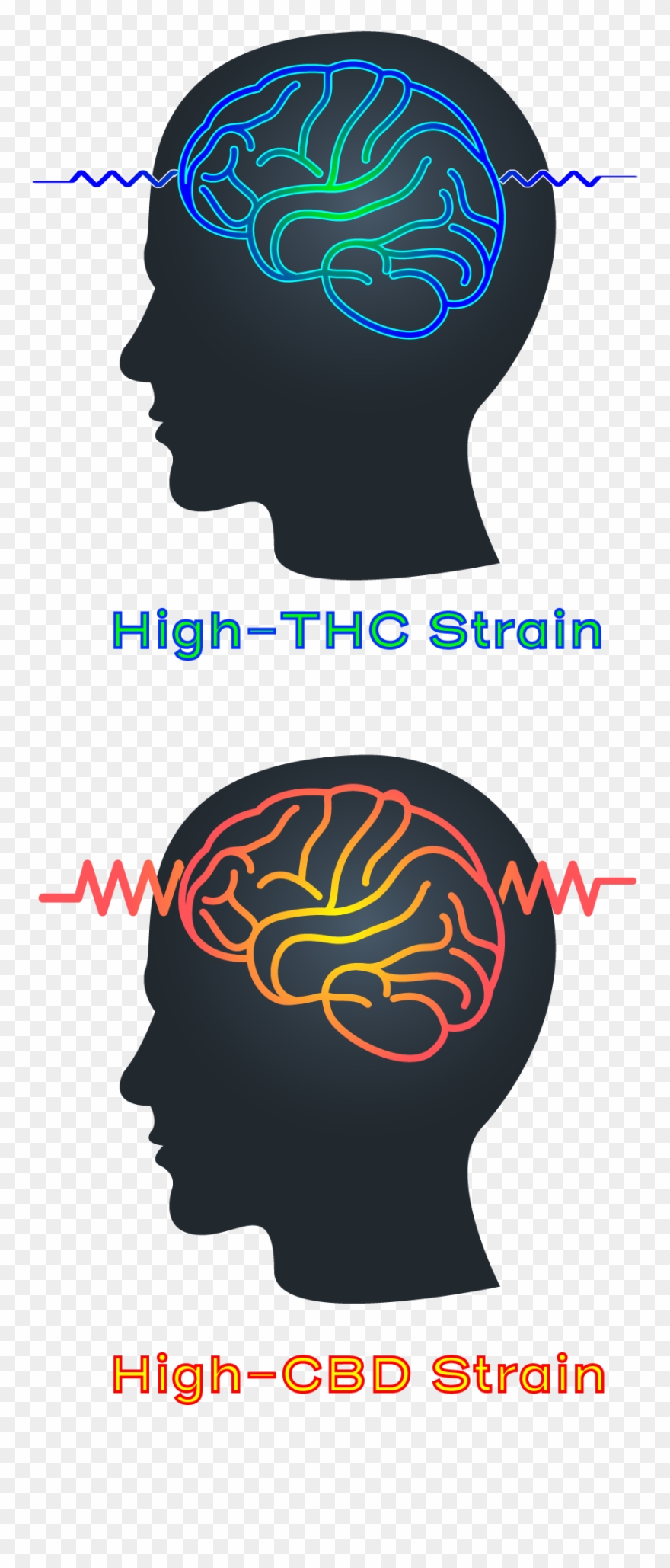High Thc High Cbd Strain Epilepsy Seizure Clipart