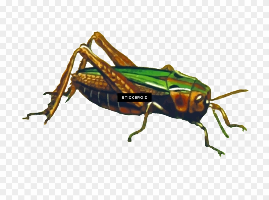 Grasshopper Clipart