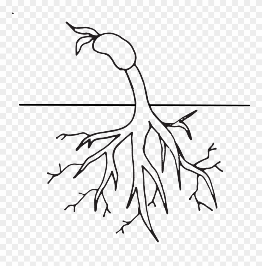 Roots Cliparts Free Download - Png Download