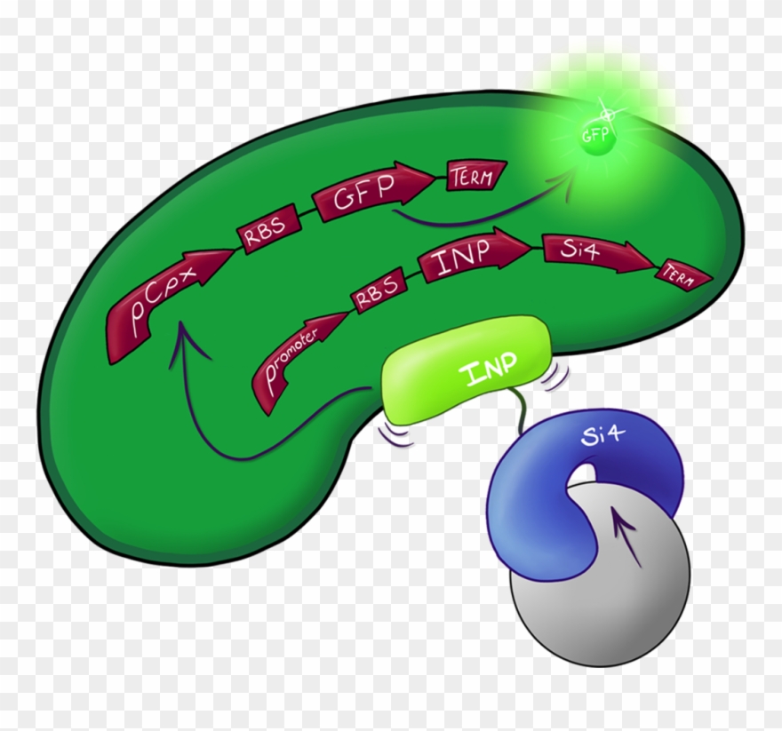 The Culmination Of The Leeds 2013 Igem Project, A System Clipart