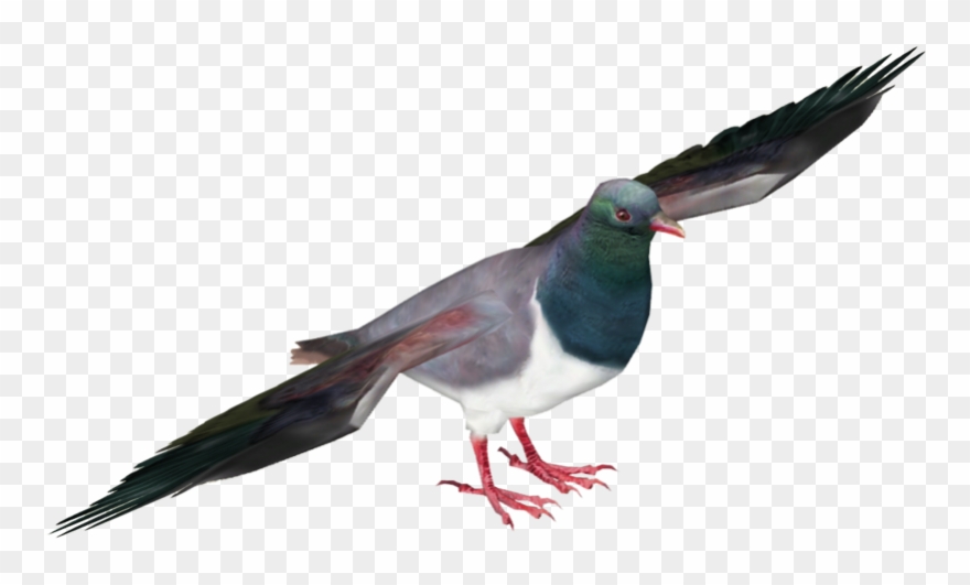 Pigeon Png, Download Png Image With Transparent Background, Clipart