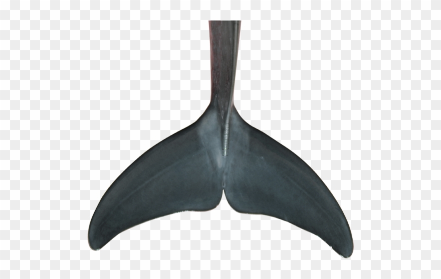 Fins Clipart Diving Fin - Png Download