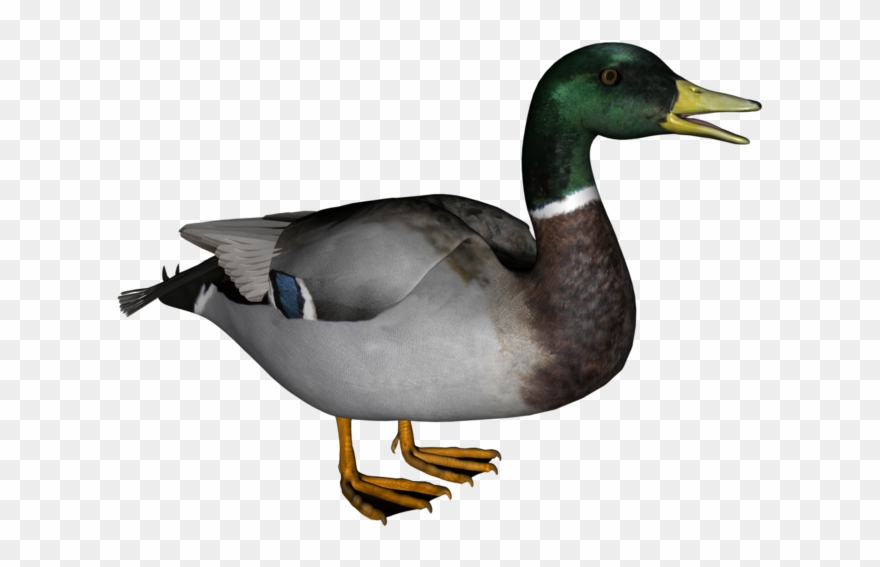 Goose Clipart Real - Png Download