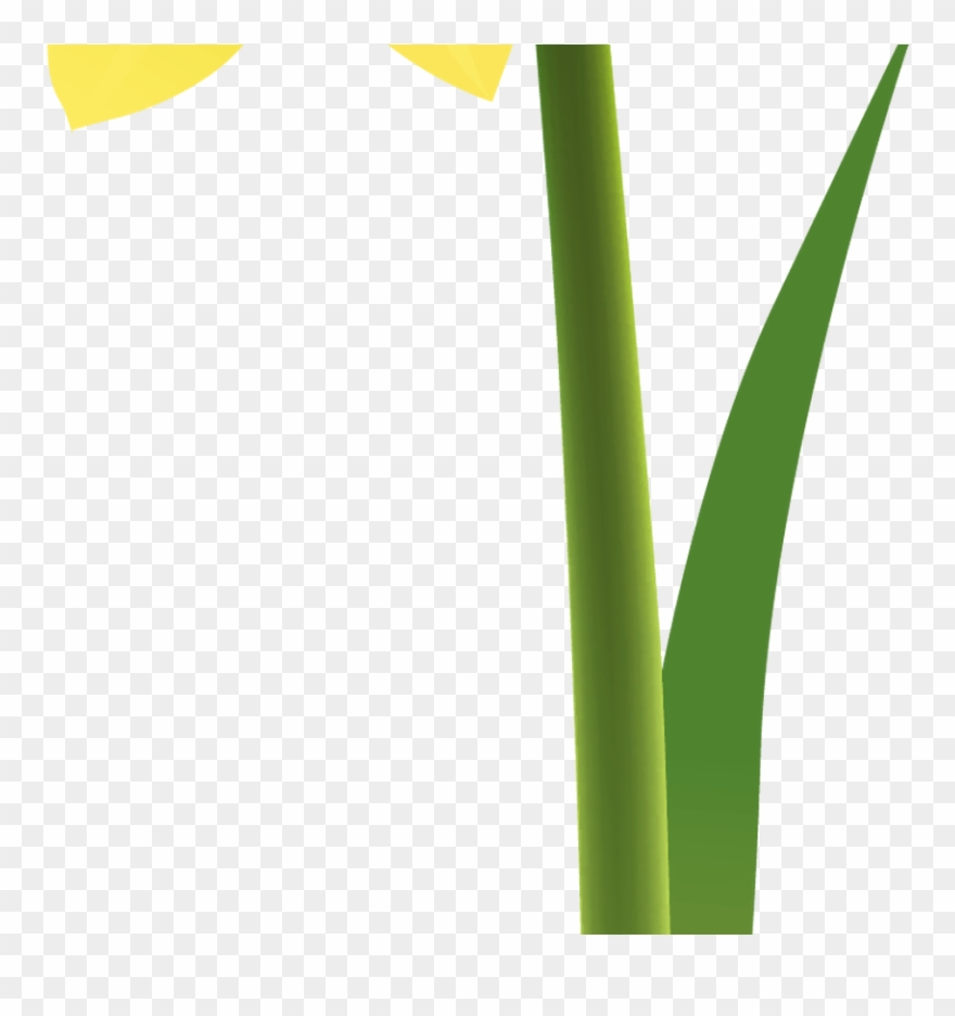 Yellow Daffodils Clipart Gratitude Pinterest Daffodils, - Png Download
