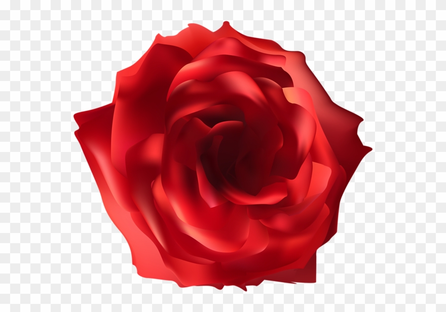 Red Rose Png, Red Roses, Art Images, Clip Art, Art Transparent Png