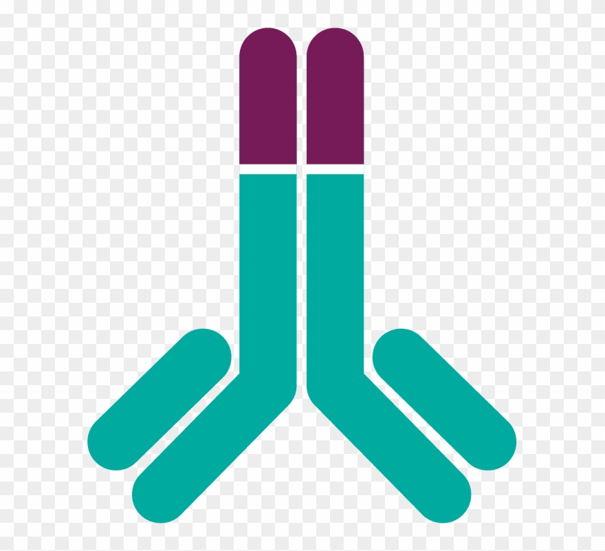 Fasenra Accomplishes Direct And Rapid Depletion Of Clipart