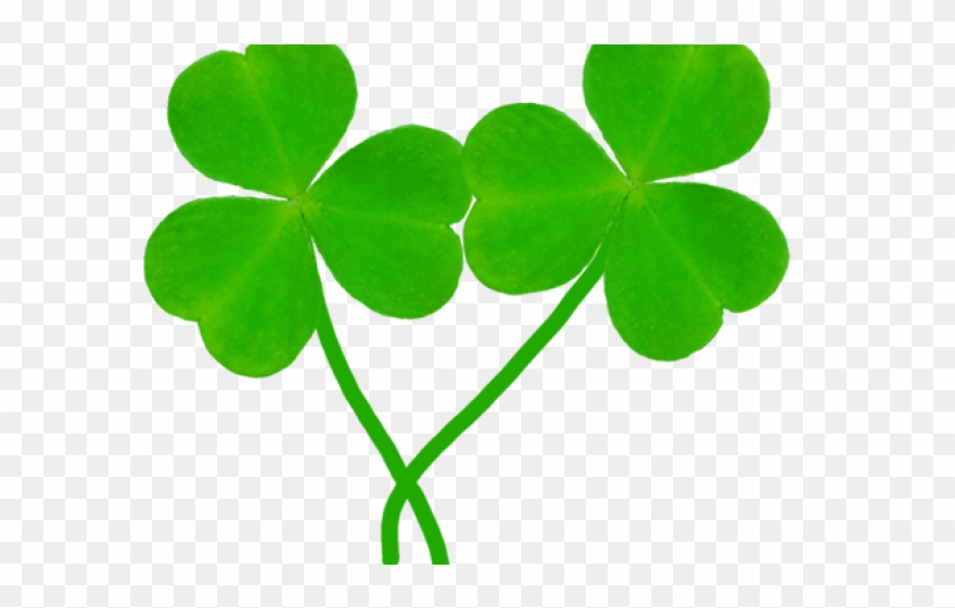 Shamrocks Clipart - Png Download