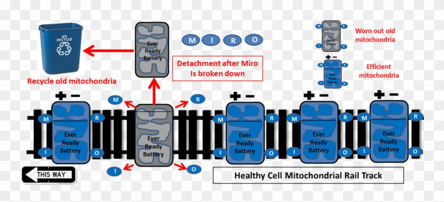 Two Genes Linked To Inherited Forms Of Parkinson's, Clipart