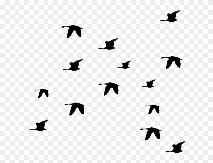 Bird Fly Png Clipart Librar Transparent Png