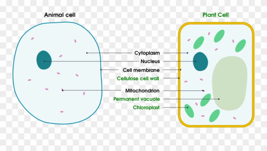 Animal And Plant Cell Diagram For Kids Clipart
