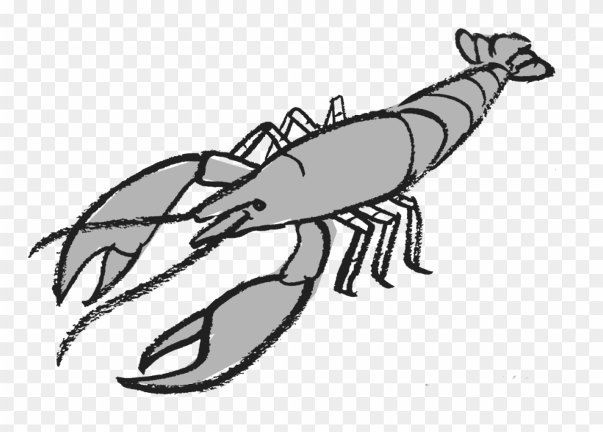 Enoc Escobar Watched Cormorants Glide Inches Above Clipart