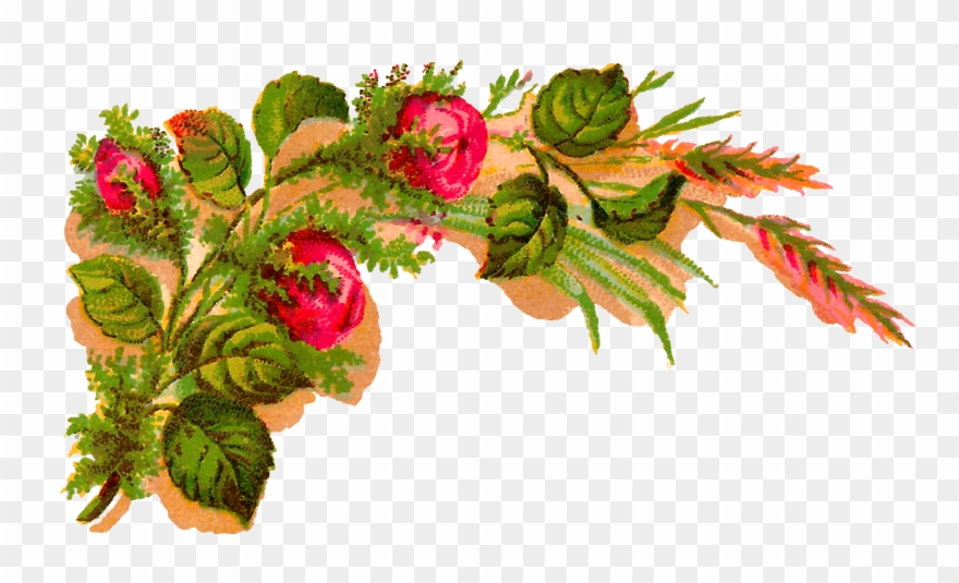 The Soft Colors Make It A Lovely Flower Download Clipart