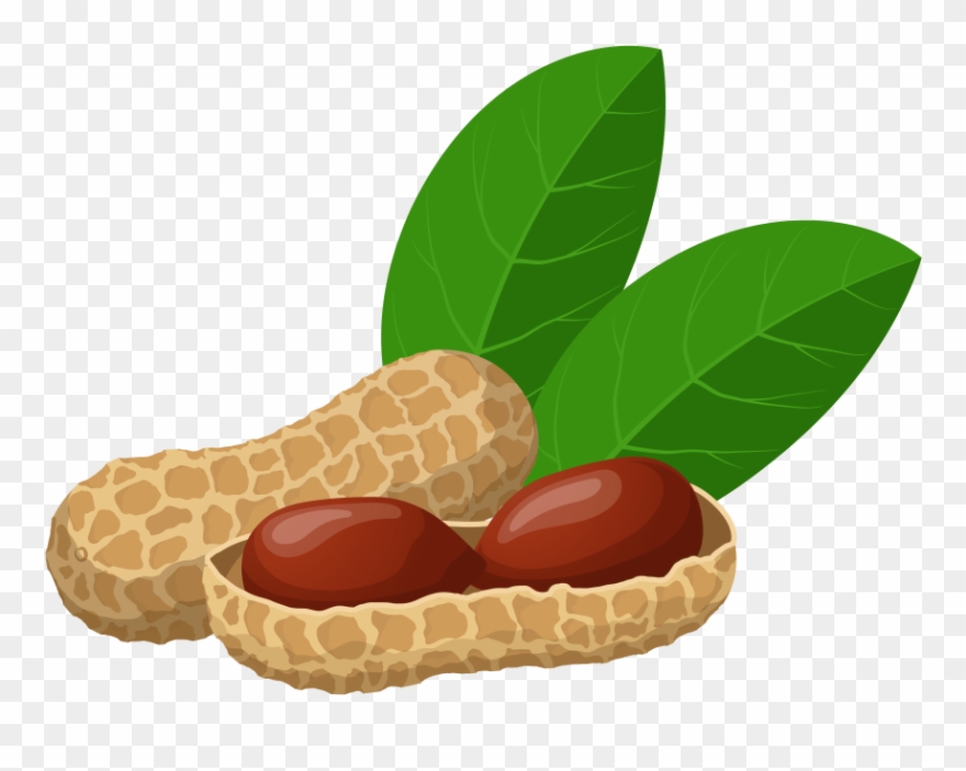 Download Peanuts Clipart Png Photo Transparent Png