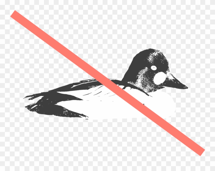 41 Bird Board Clipart