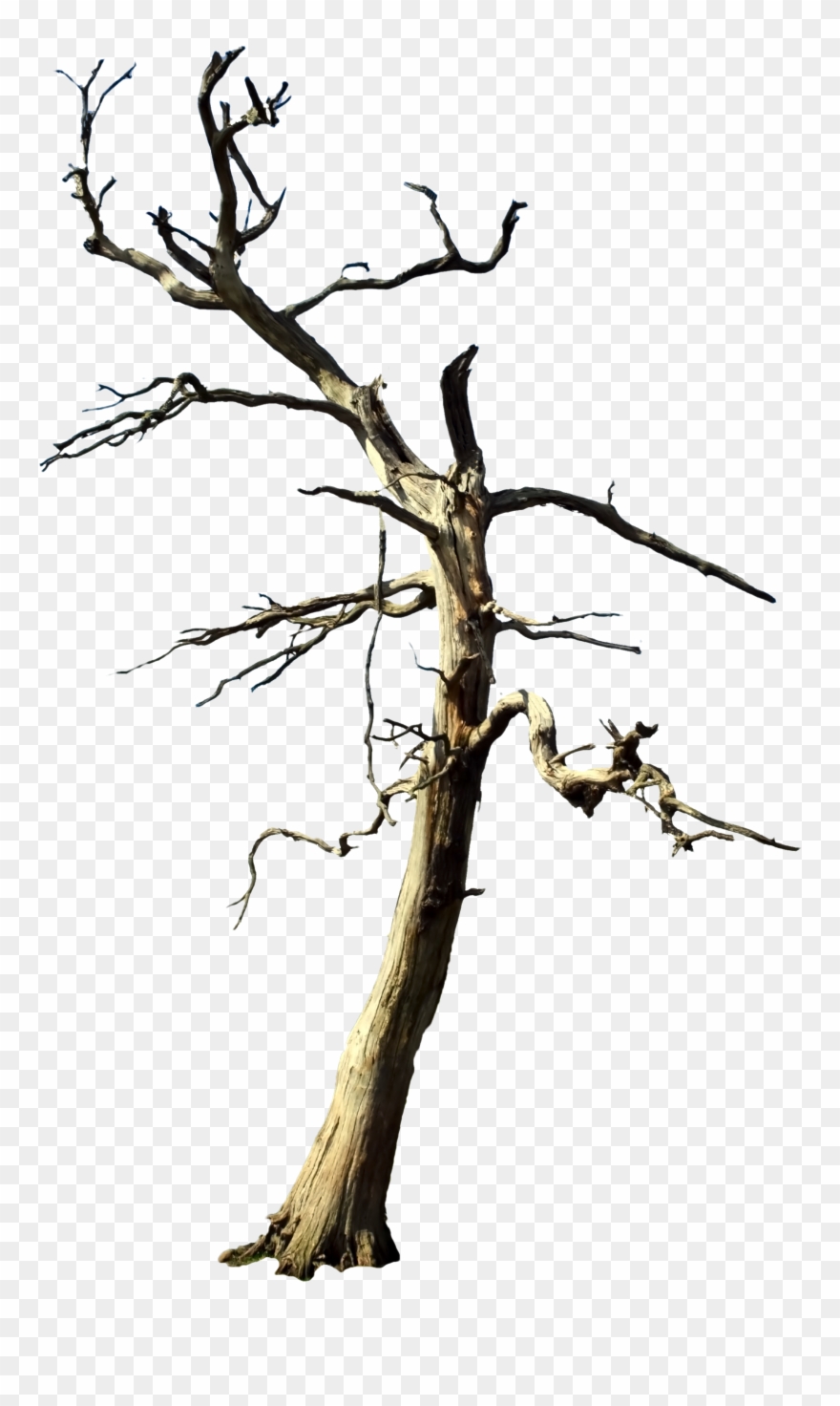Clip Art, Illustrations - Png Download