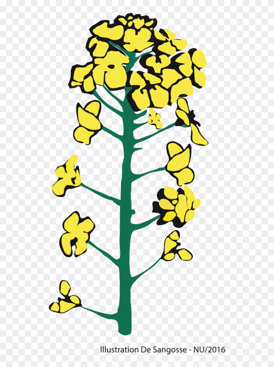 En Résumé, L'observation De L'apparition Du Stade G1 Clipart
