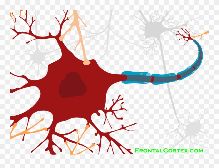 Neuron Clipart Part - Png Download