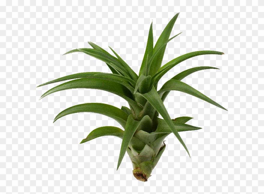 Brachycaulos Hybrid Air X By Lorawise On Clipart