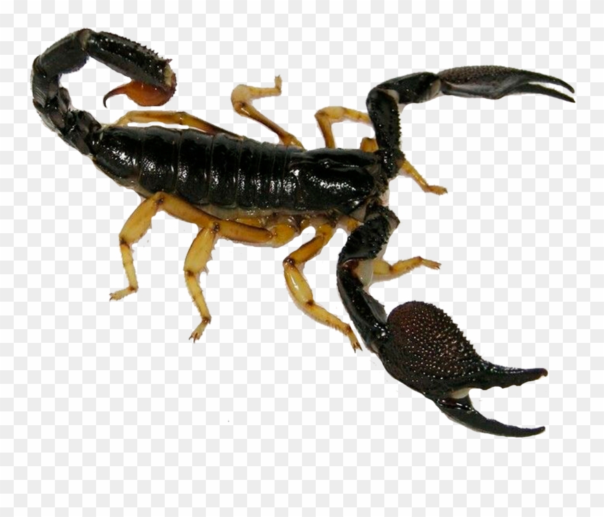 Clip Art Royalty Free Stock Insect Poison Insectinsect - Png Download