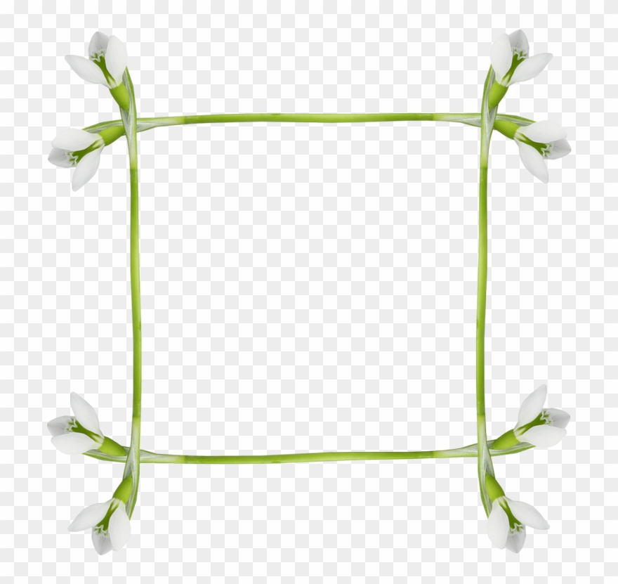 Snowdrops Frames Clipart
