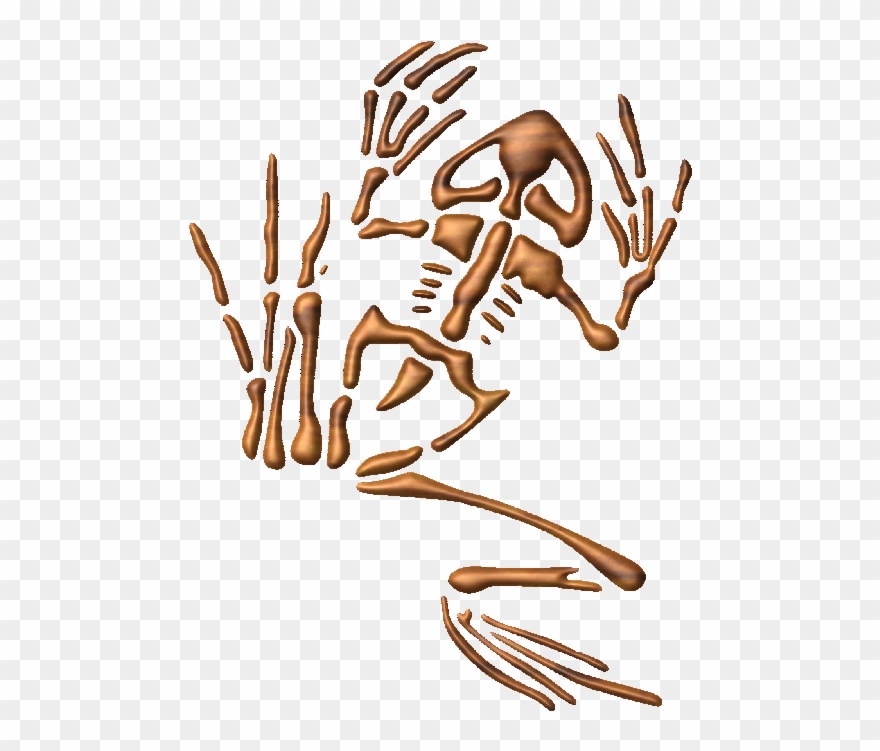 Seal Bone Frog Clipart