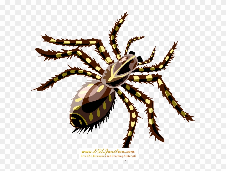 Spider Clipart