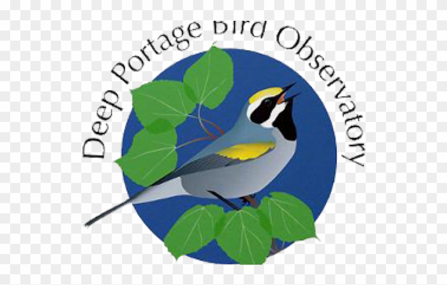 Prairie Falcon Clipart Graduation - Png Download