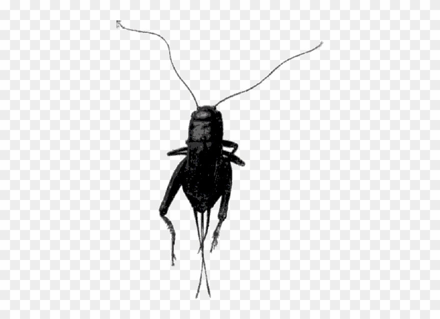 Black House Cricket Tattoo Clipart