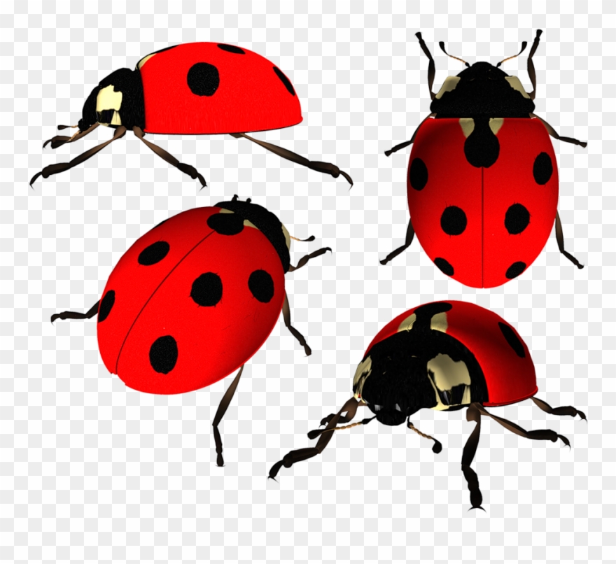 Фотографии В Альбоме «божья Коровка» Косметики Tiande Clipart