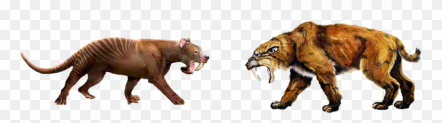 On The Right Is Smilodon Fatalis, The Poster Cat For Clipart