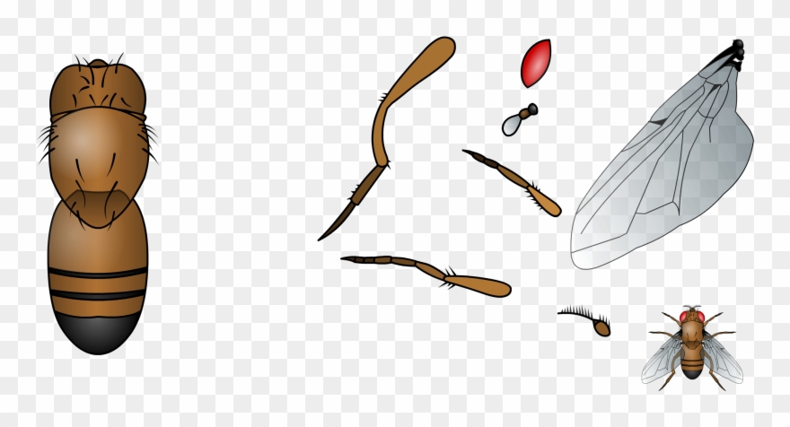 Build The Common Fruit Fly Based On The Template Clipart