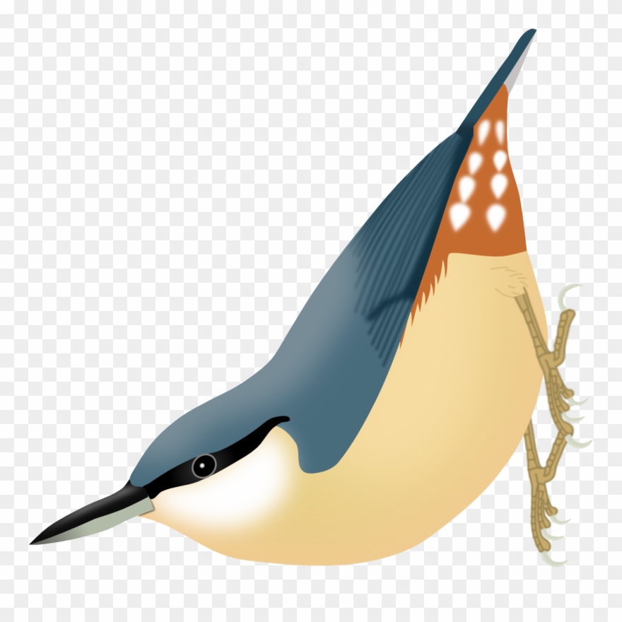 Sitta Europaea Caesia Png Clipart