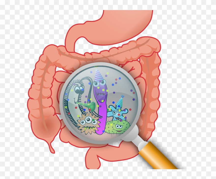 Nutrition Clipart Dietitian - Png Download