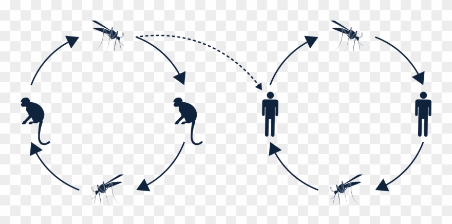 Yellow Fever Transmission Cycle Clipart