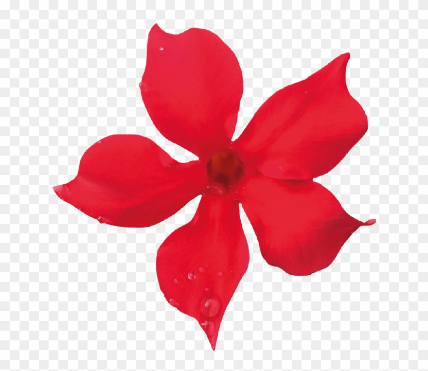 Sundaville Mini Scarlet Clipart