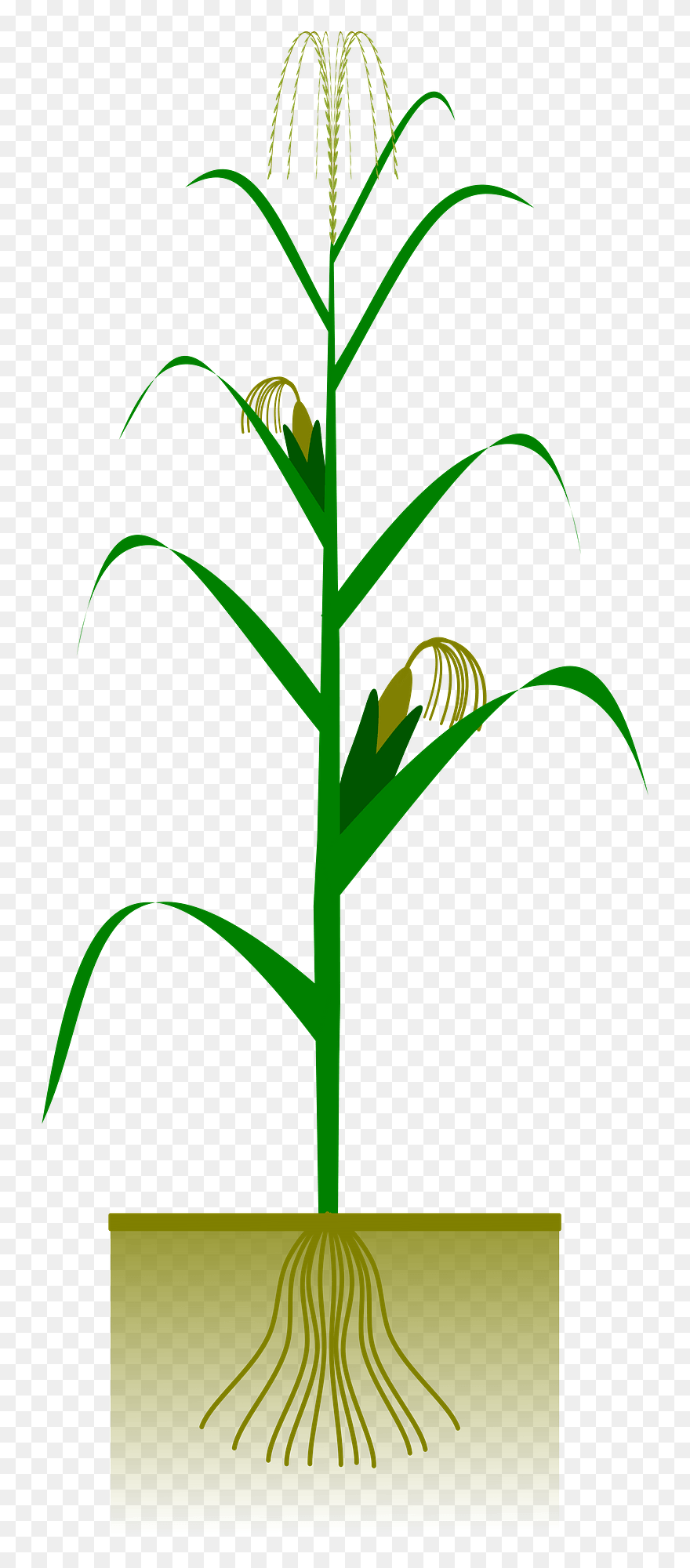 Fall Corn Stalk Clip Art - Png Download