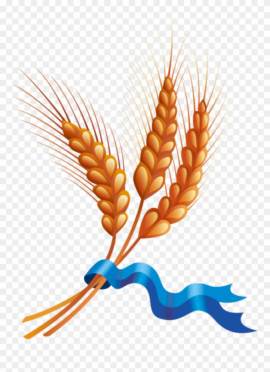 Ear Harvest Cereal Transprent Png Free Download Clipart