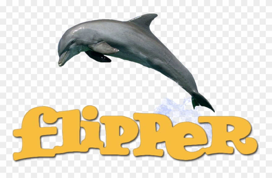Dolphin Clipart Flipper - Png Download