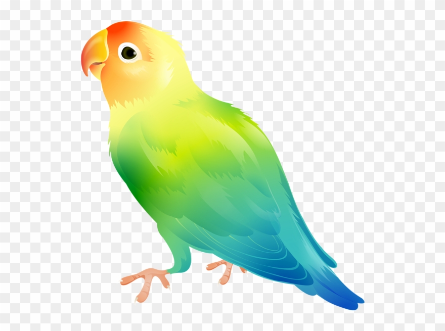 Parrot Bird Png Clip Art Image Transparent Png