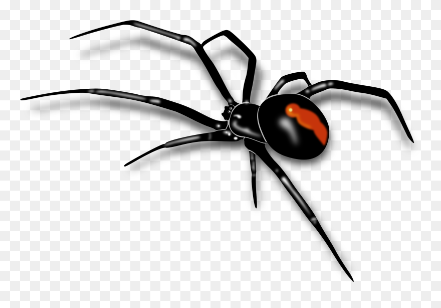 Images For Spiders Clipart - Redback Spider - Png Download