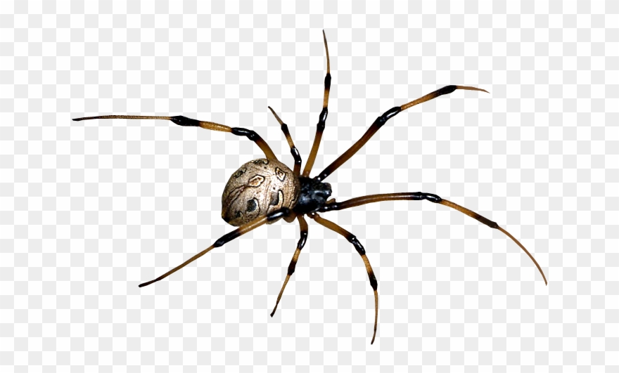 Spider Png Clipart - Spider Transparent Png