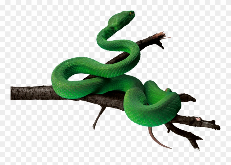 Anaconda Png Pic - Green Snake Transparent Background Clipart