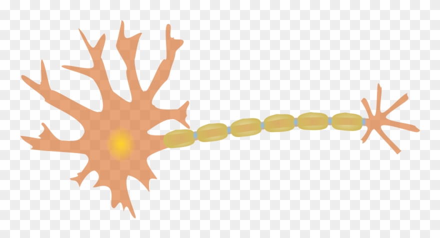 Neuron Clipart - Png Download