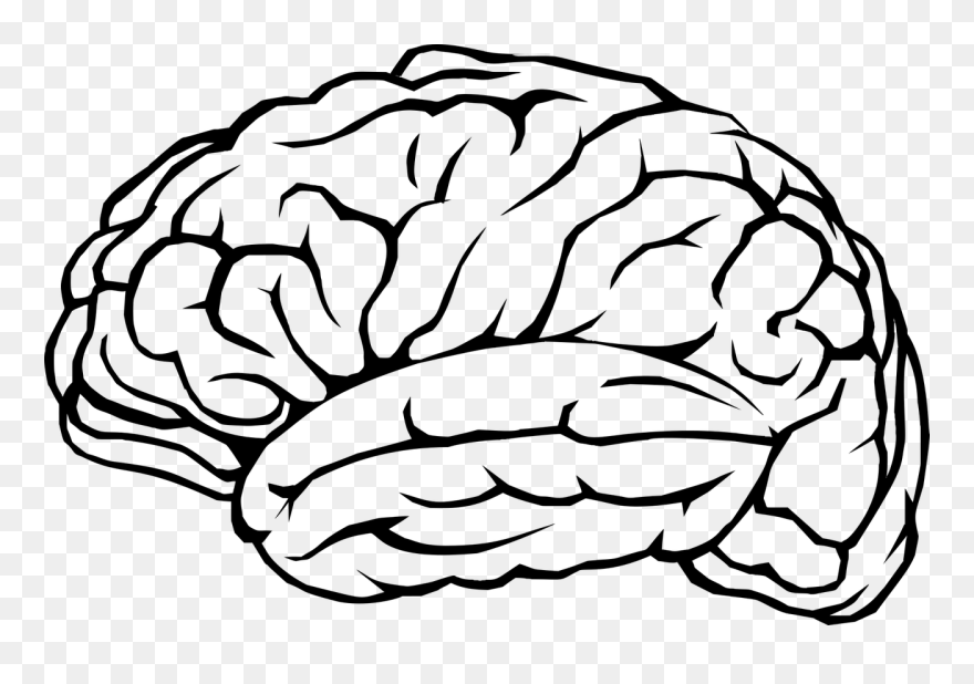 Human Brain Clipart - Png Download