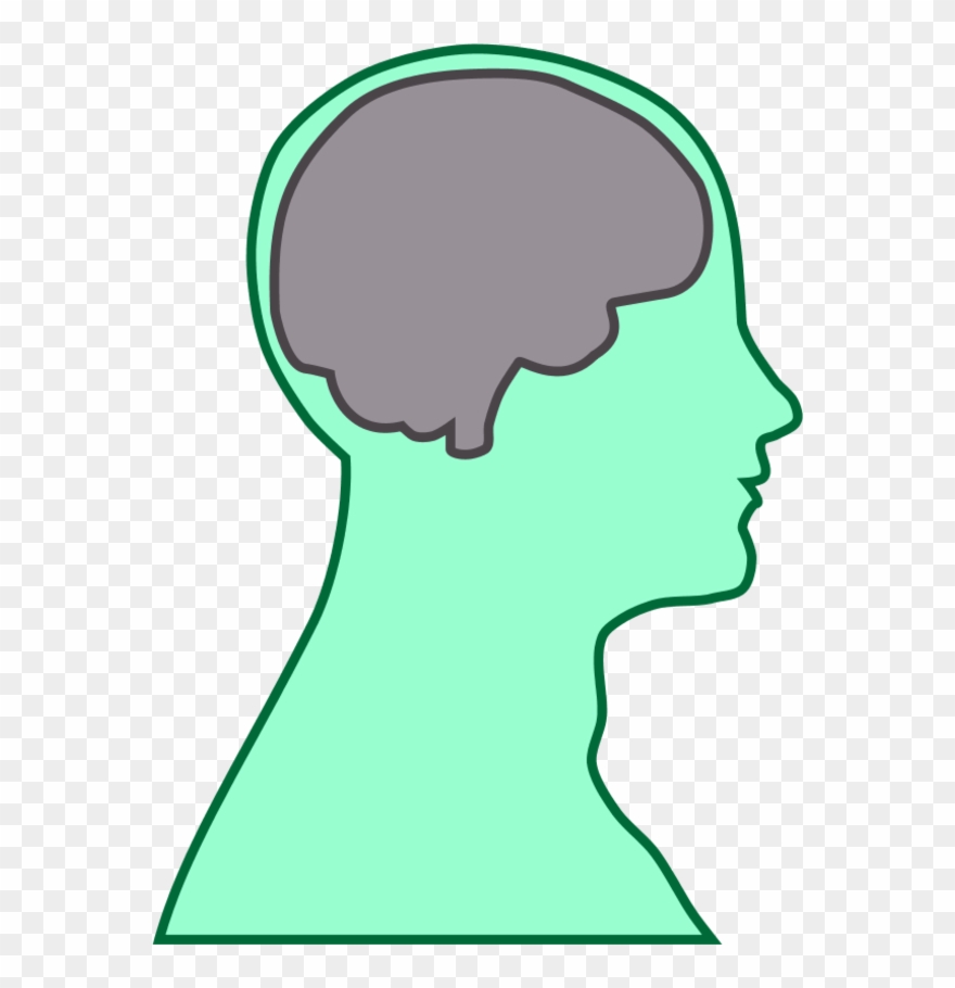 Brain Human Man - Thalamus And Frontal Lobe Clipart