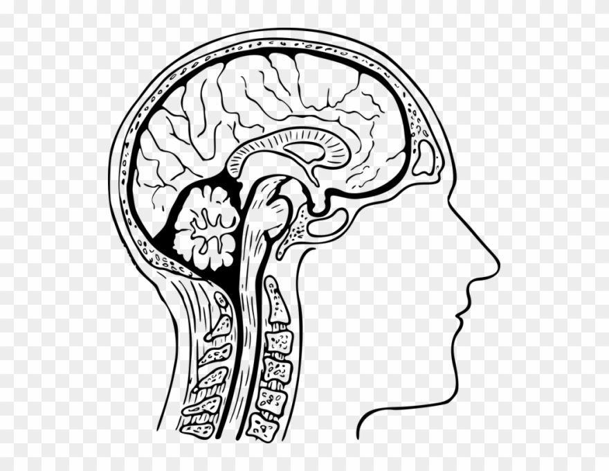 Brain Clipart Black And White - Png Download
