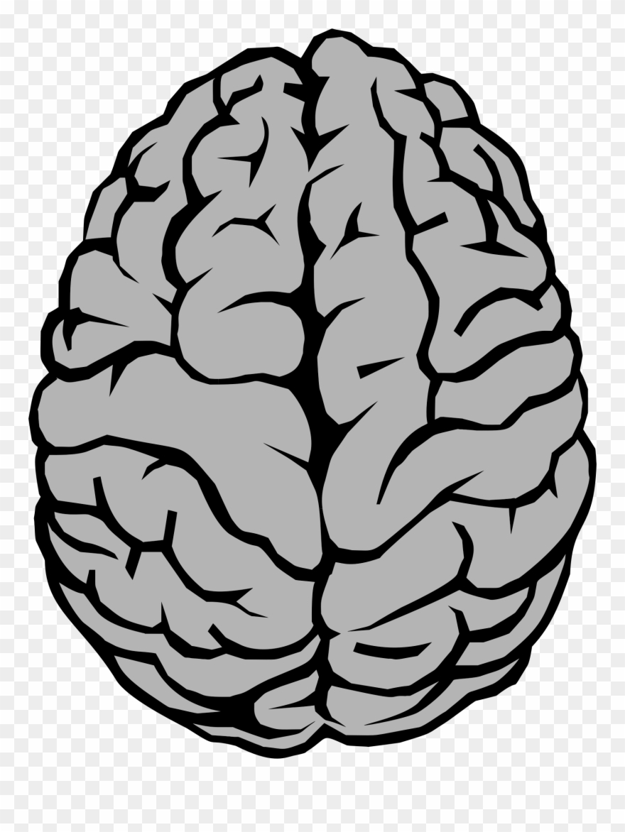 Brain Illustration Big Image Png - Brain Clipart Transparent Png